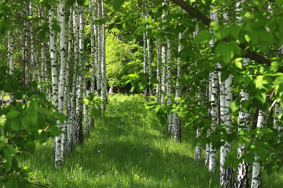 Birkenwald.
