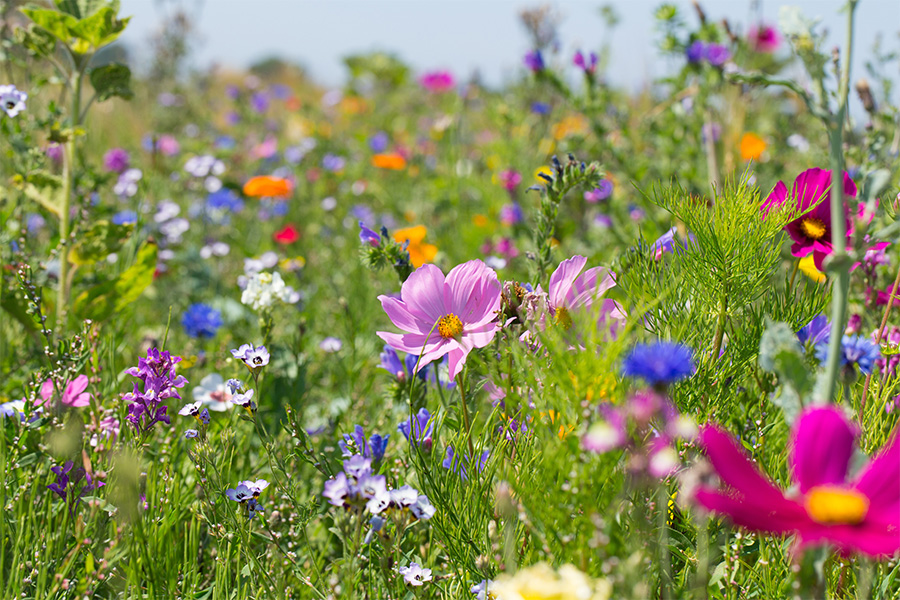 Blühwiese mit zahlreichen Blumen.
