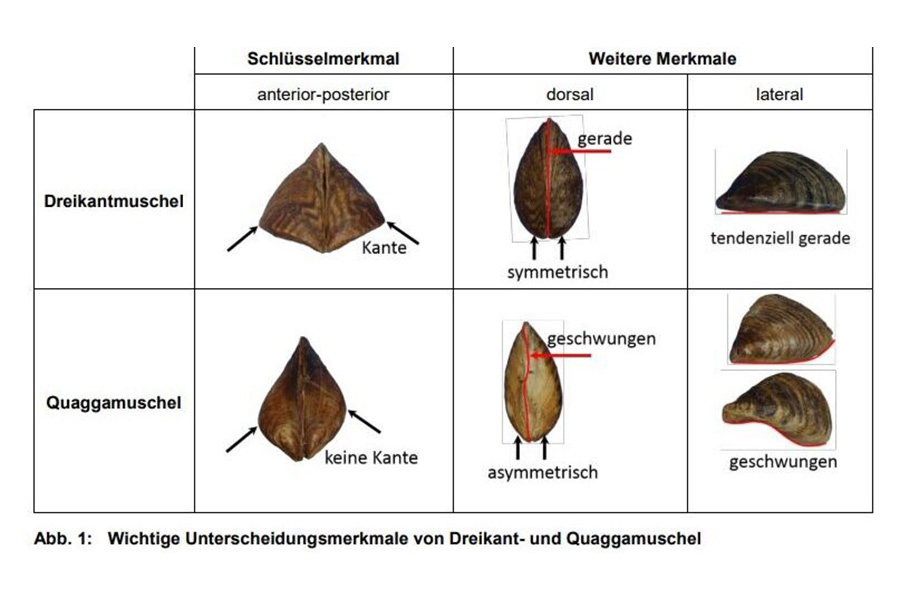 Verschiedene Muschelarten.