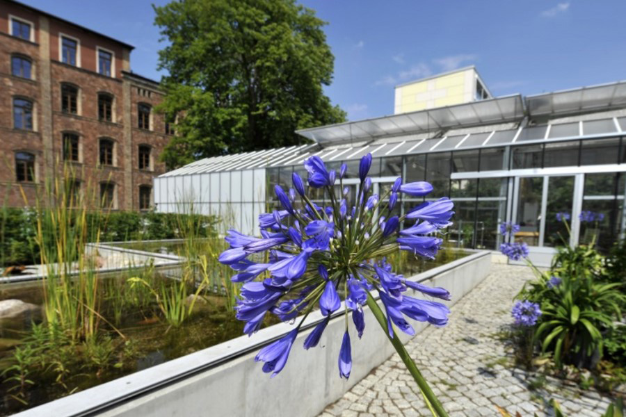 Pflanzgarten und Gewächshaus im Hintergrund