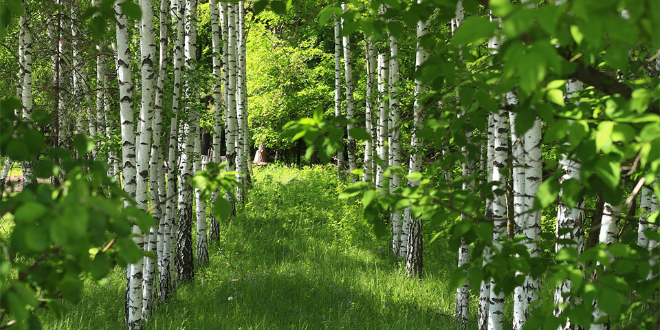 Birkenwald.