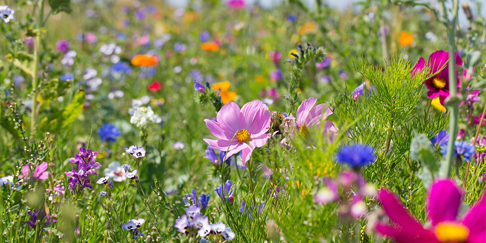 Blühwiese mit zahlreichen Blumen.