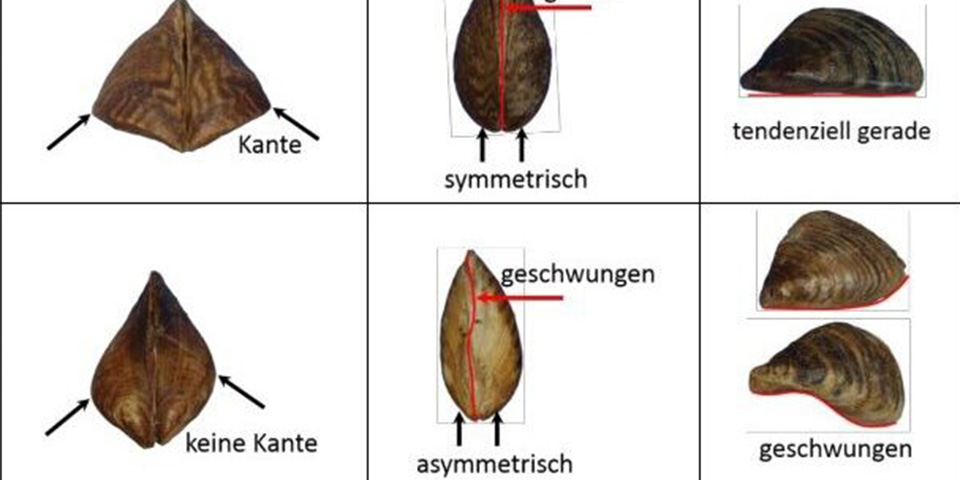 Verschiedene Muschelarten.