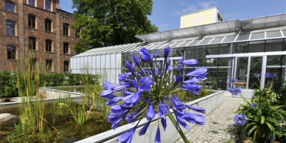 Pflanzgarten und ein Gewächshaus im Hintergrund