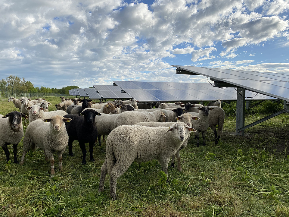 Schafe zwischen Photovoltaik-Modulen.